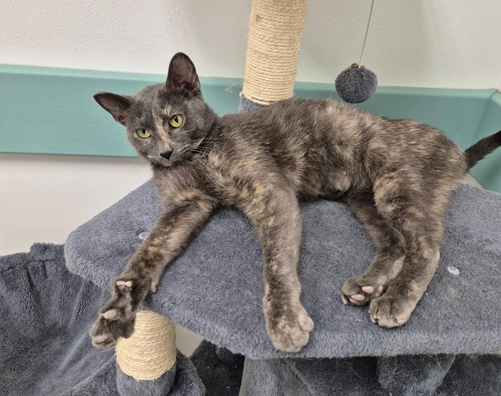 Cinnamon Toast, Adoptable, Adult Female Domestic Short Hair.