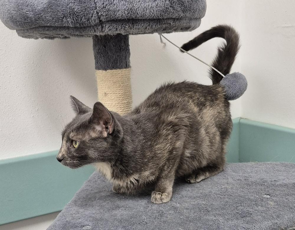 Cinnamon Toast, a Adoptable mixed breed image 2/6