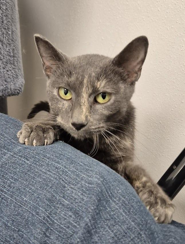 Cinnamon Toast, a Adoptable mixed breed image 3/6