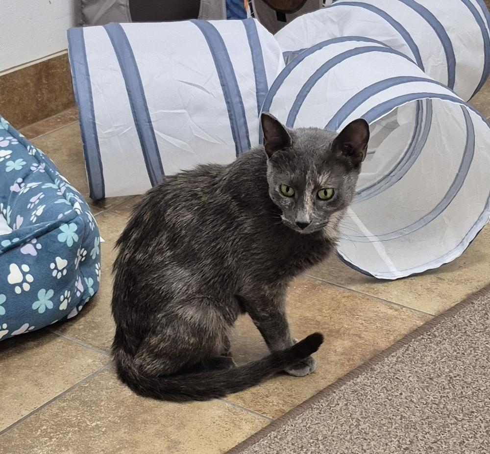 Cinnamon Toast, a Adoptable mixed breed image 4/6