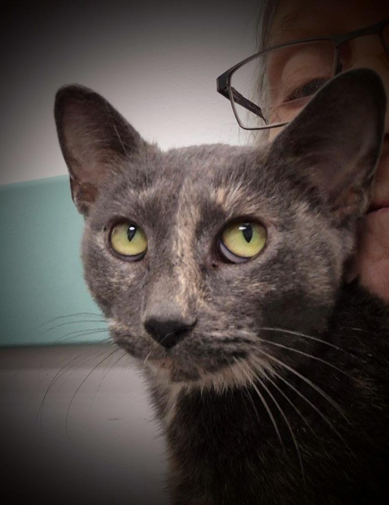 Cinnamon Toast, a Adoptable mixed breed image 5/6