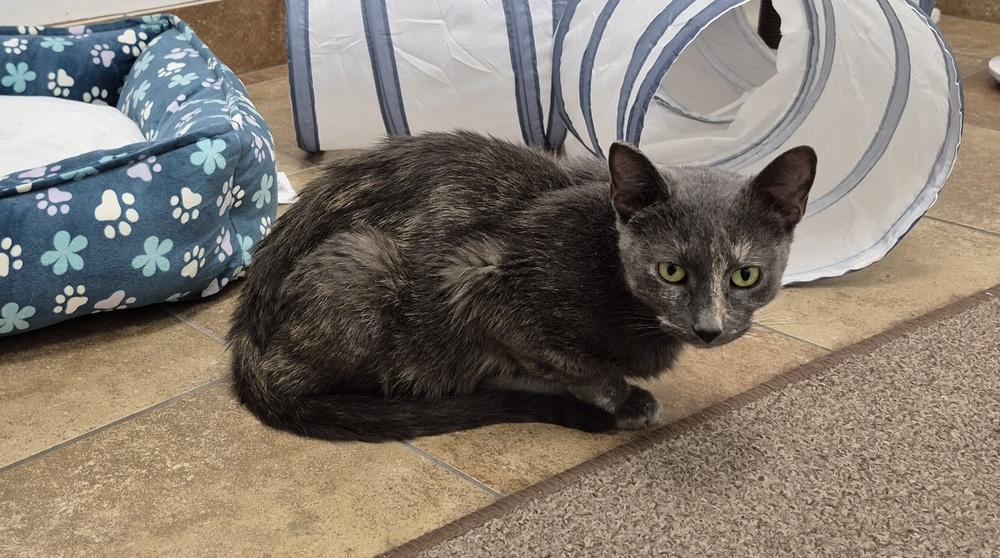 Cinnamon Toast, a Adoptable mixed breed image 6/6