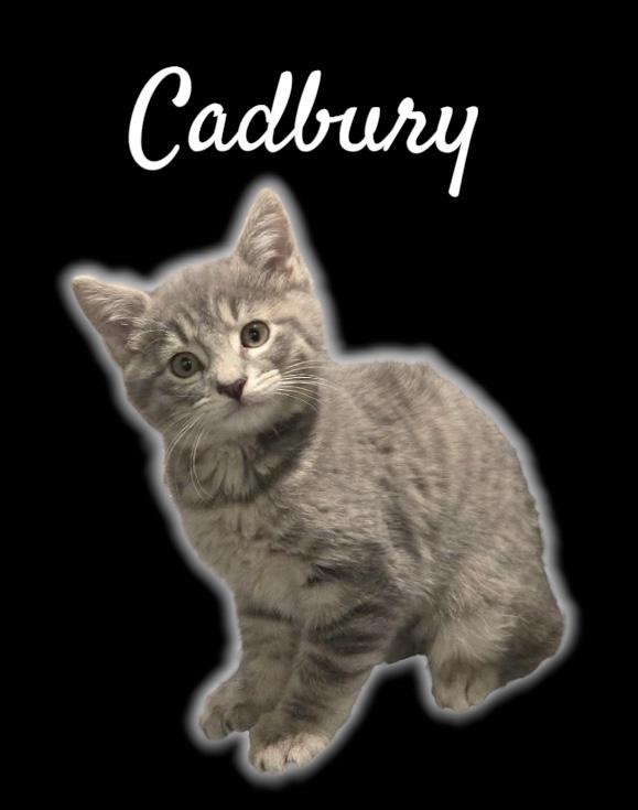 Cadbury, ADOPTABLE, Kitten Female Domestic Short Hair.