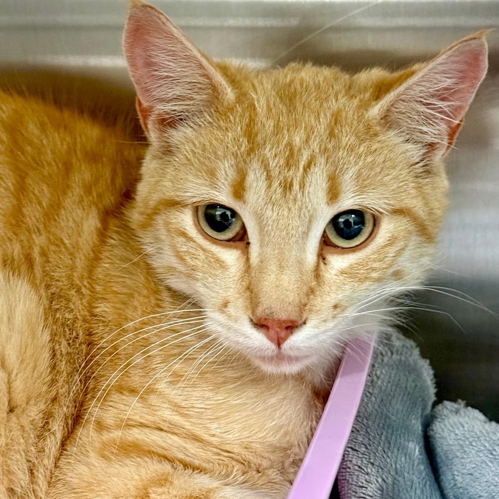 Theodore, Adoptable, Young Male Domestic Short Hair.
