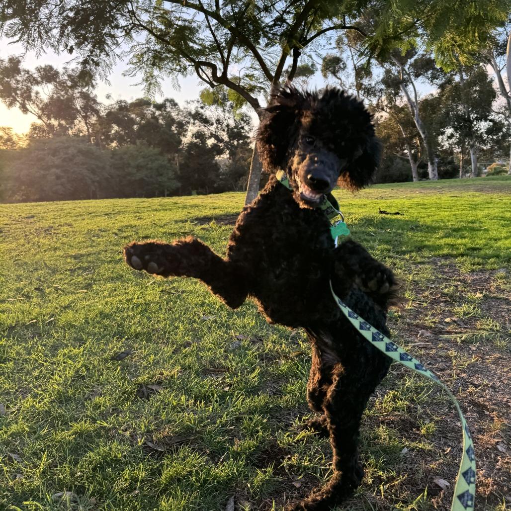 Enlarge Raven, a Adoptable mixed breed in San Diego, CA image 2/6