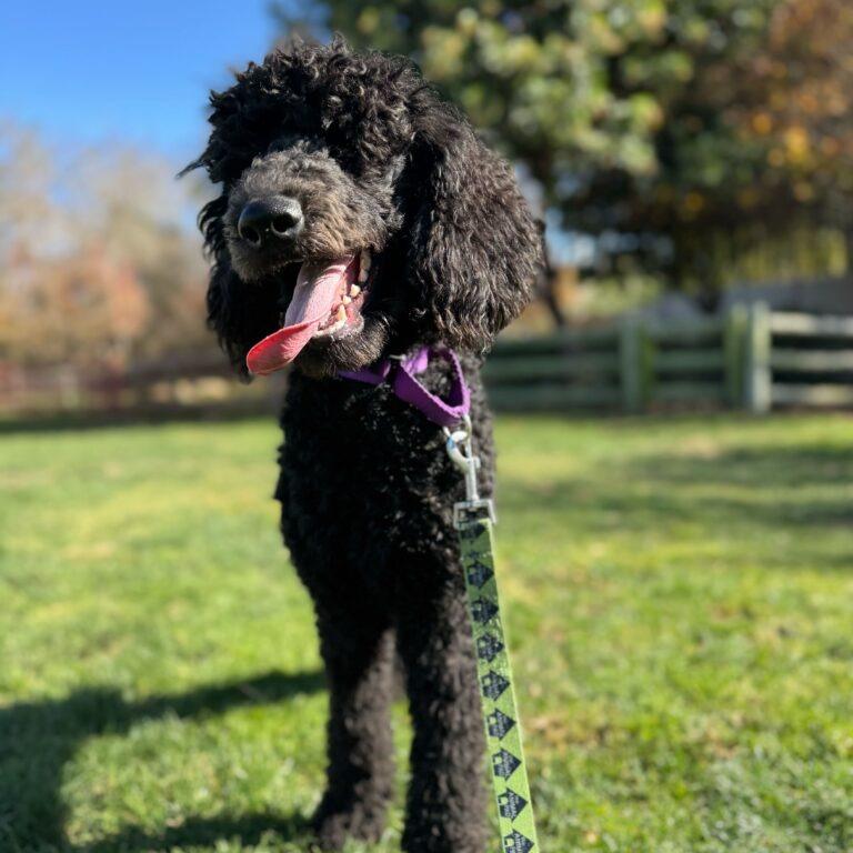 Enlarge Raven, a Adoptable mixed breed in San Diego, CA image 6/6