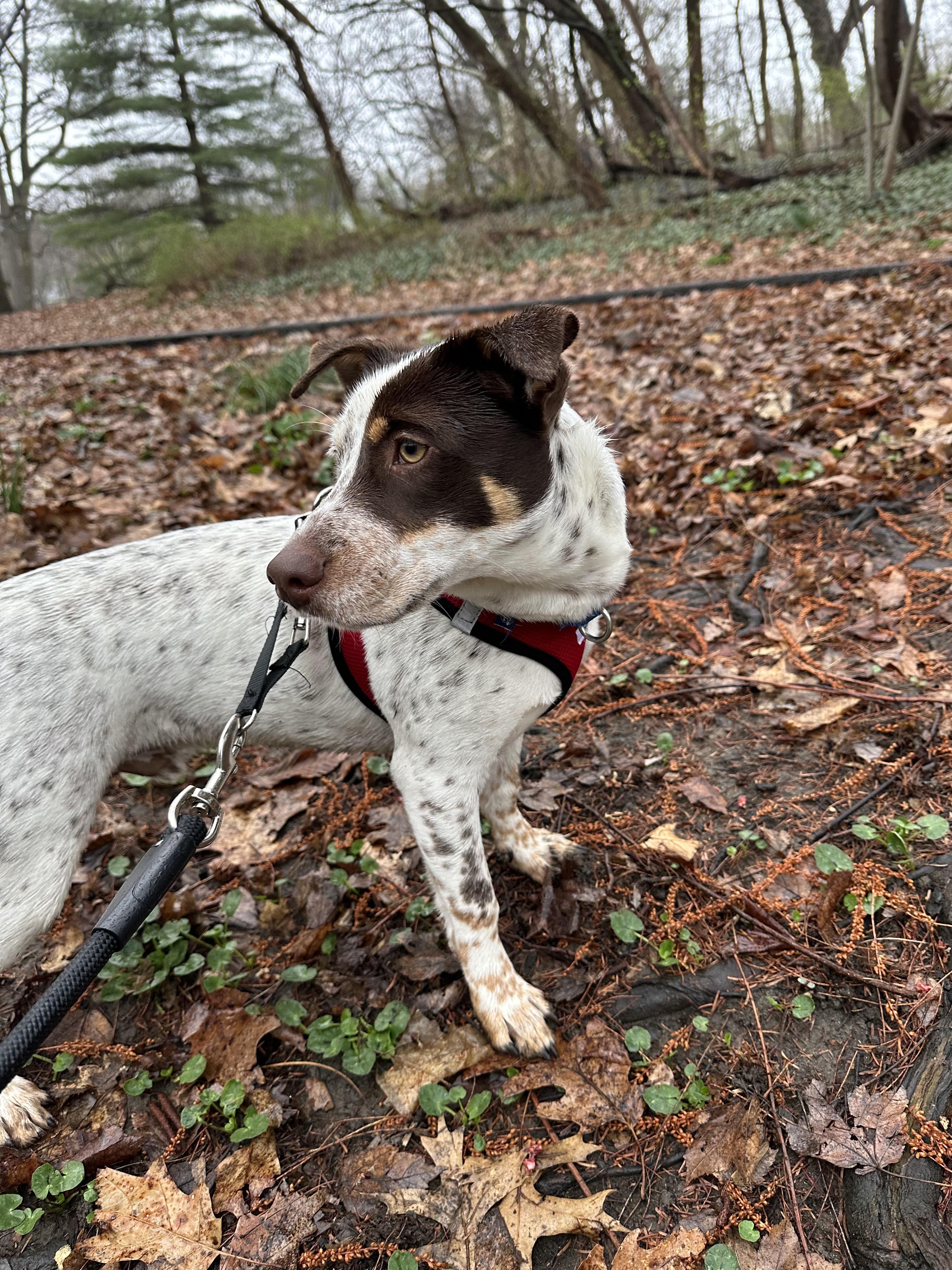 Enlarge BamBam, a ADOPTABLE mixed breed in Harrison, NY image 2/6