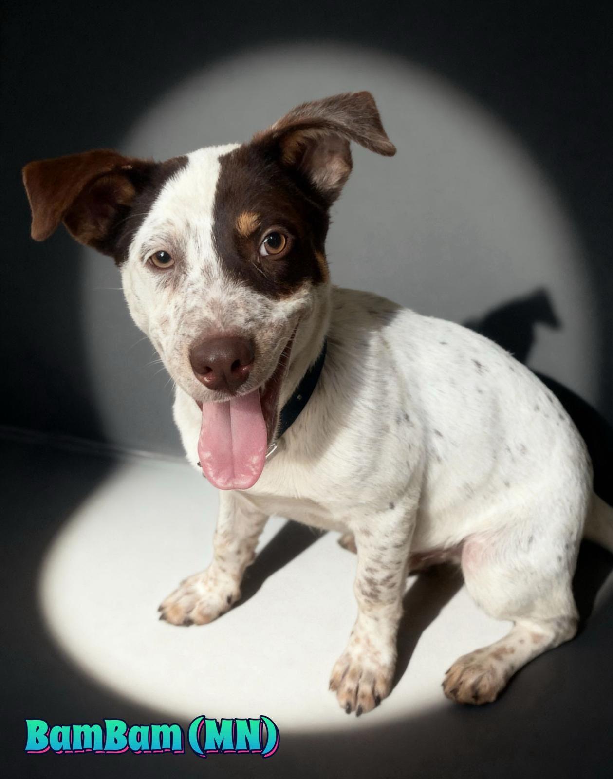 Enlarge BamBam, a ADOPTABLE mixed breed in Harrison, NY image 4/6