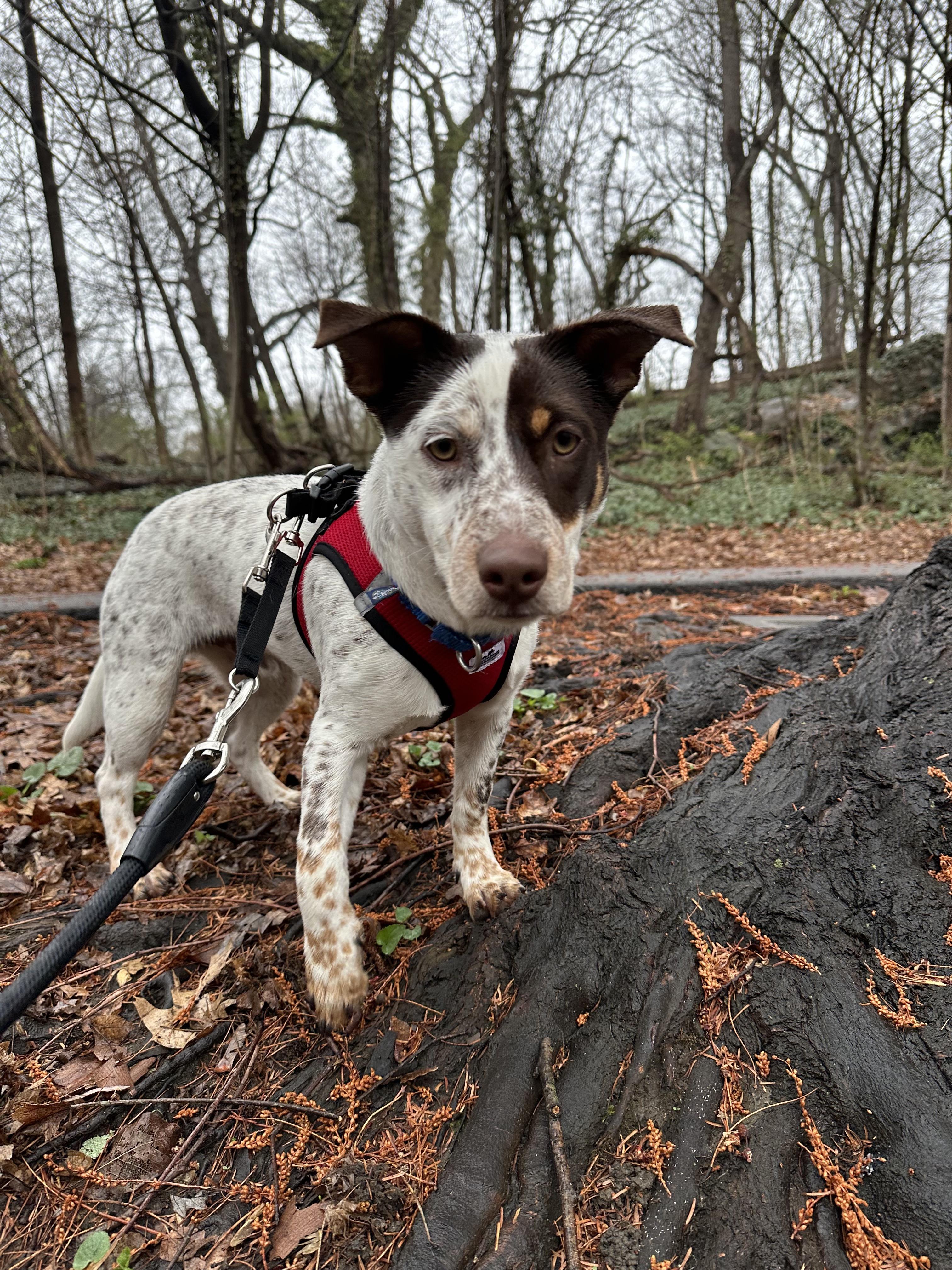 Enlarge BamBam, a ADOPTABLE mixed breed in Harrison, NY image 4/6
