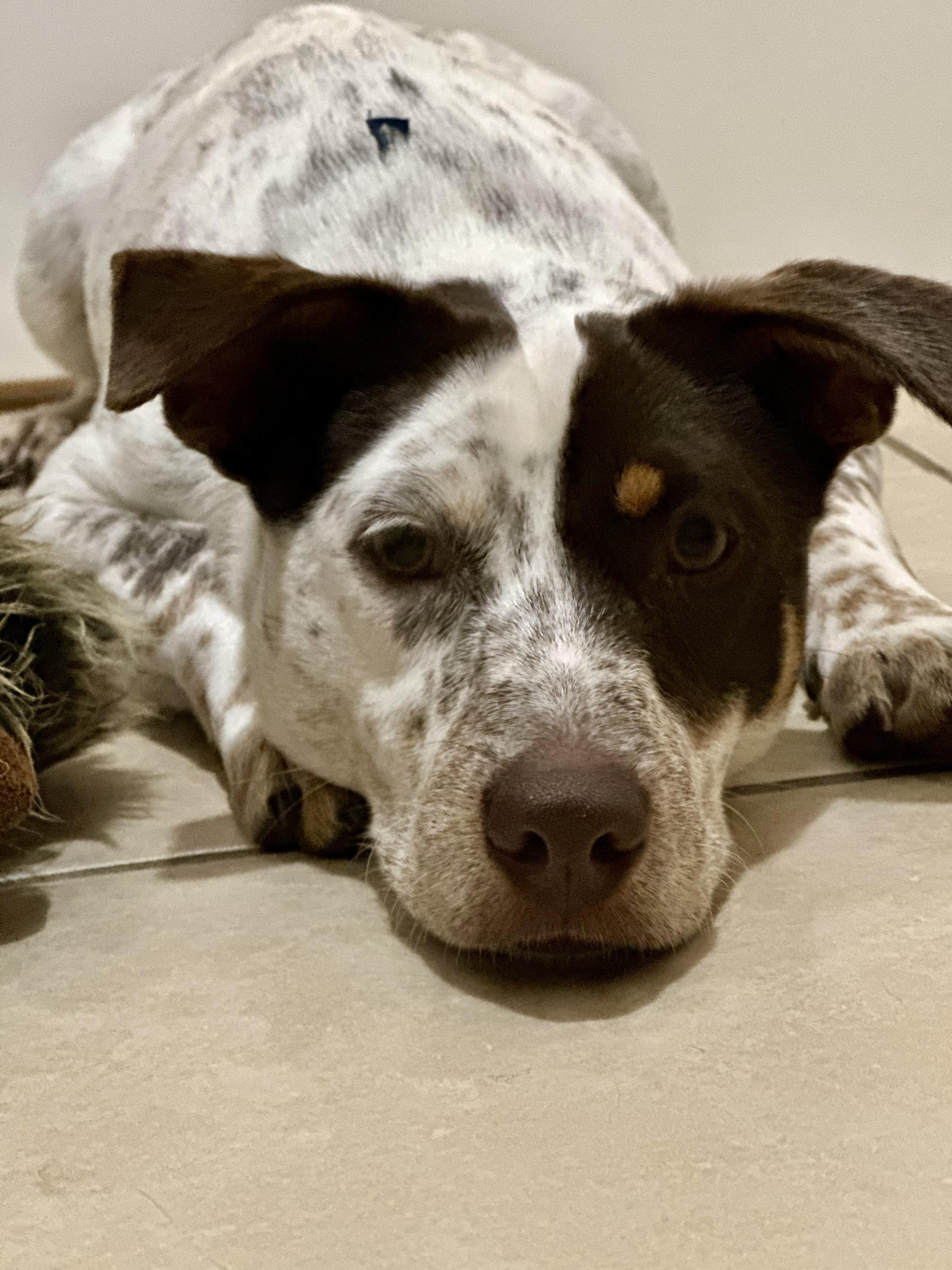 Enlarge BamBam, a ADOPTABLE mixed breed in Harrison, NY image 3/6