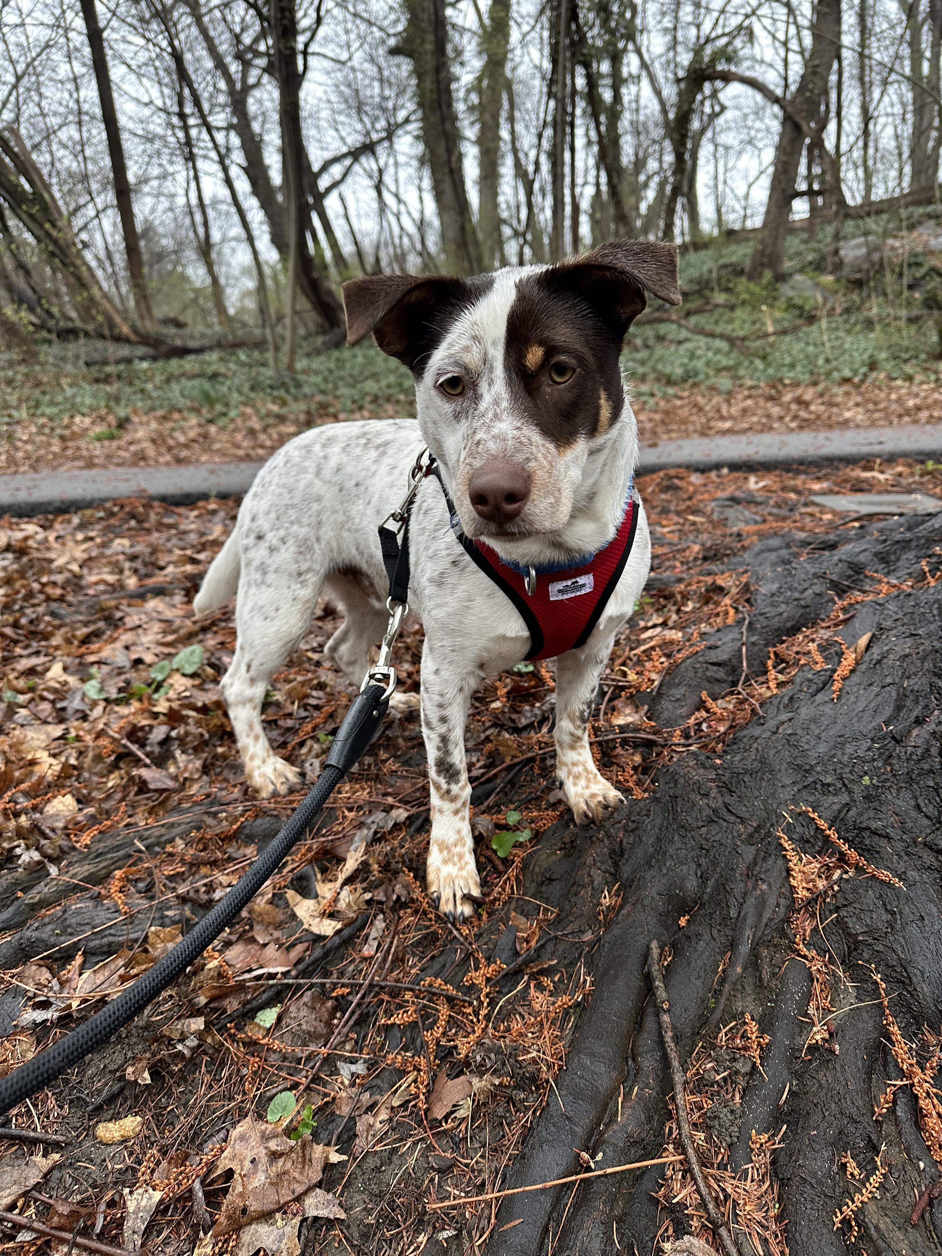 BamBam, ADOPTABLE, Puppy Male Jack Russell Terrier.