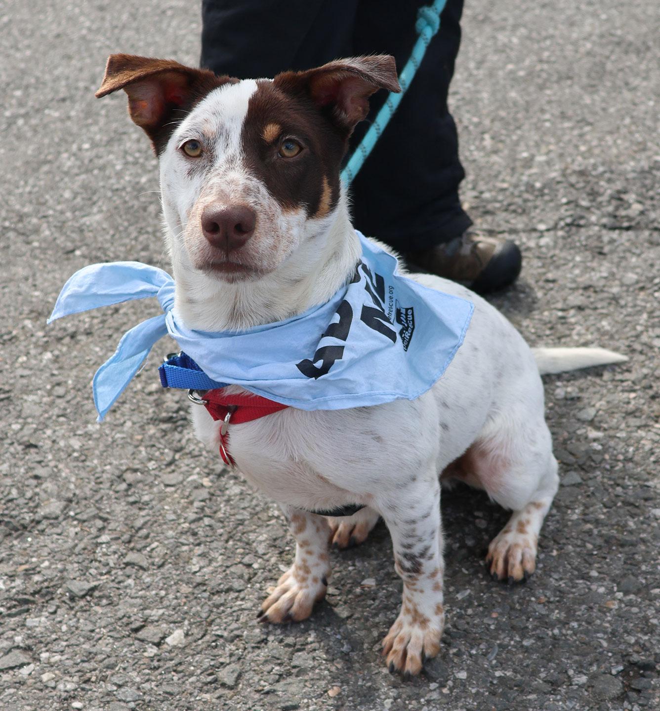 Enlarge BamBam, a ADOPTABLE mixed breed in Harrison, NY image 6/6