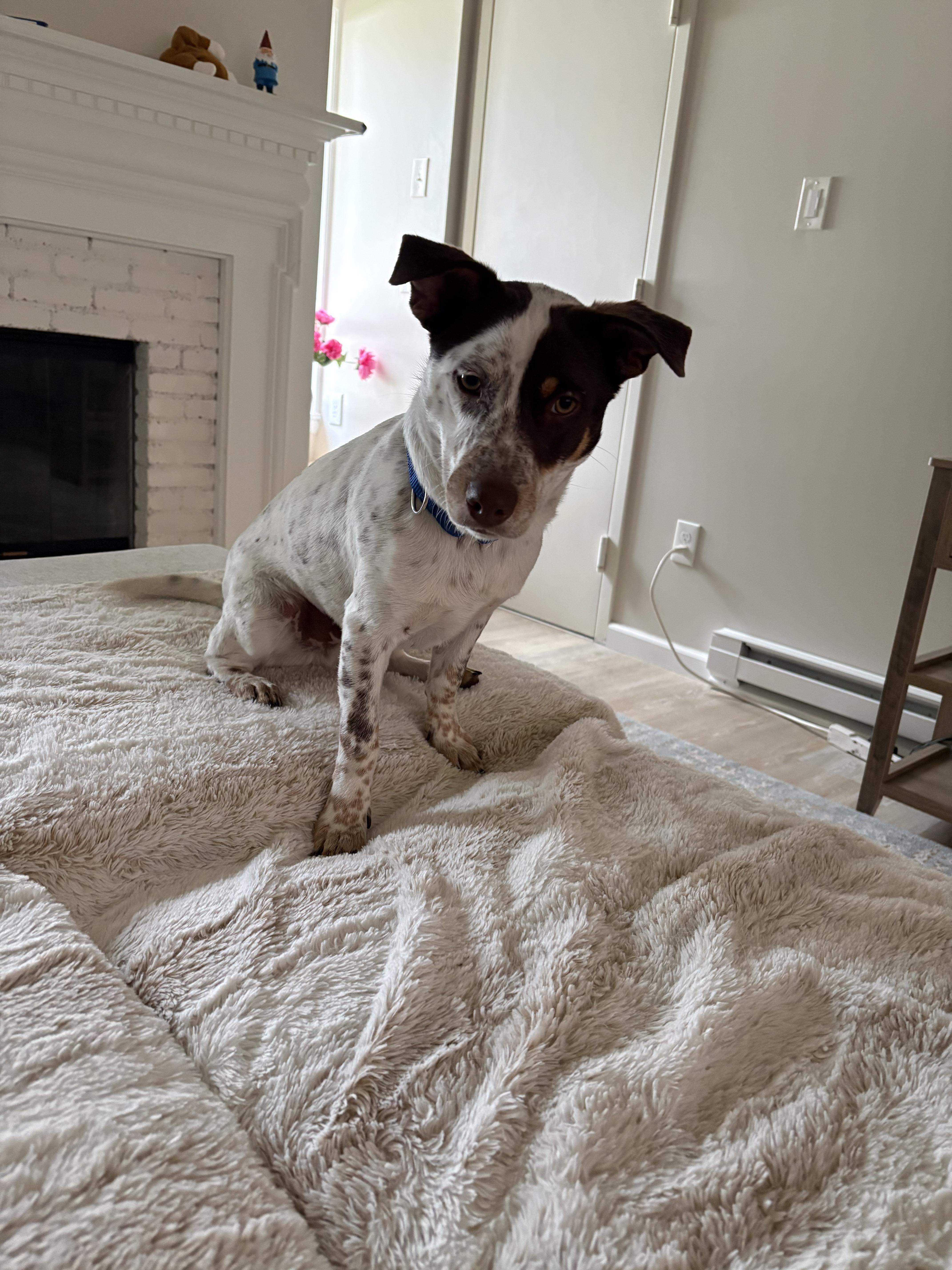 BamBam, ADOPTABLE, Puppy Male Jack Russell Terrier.