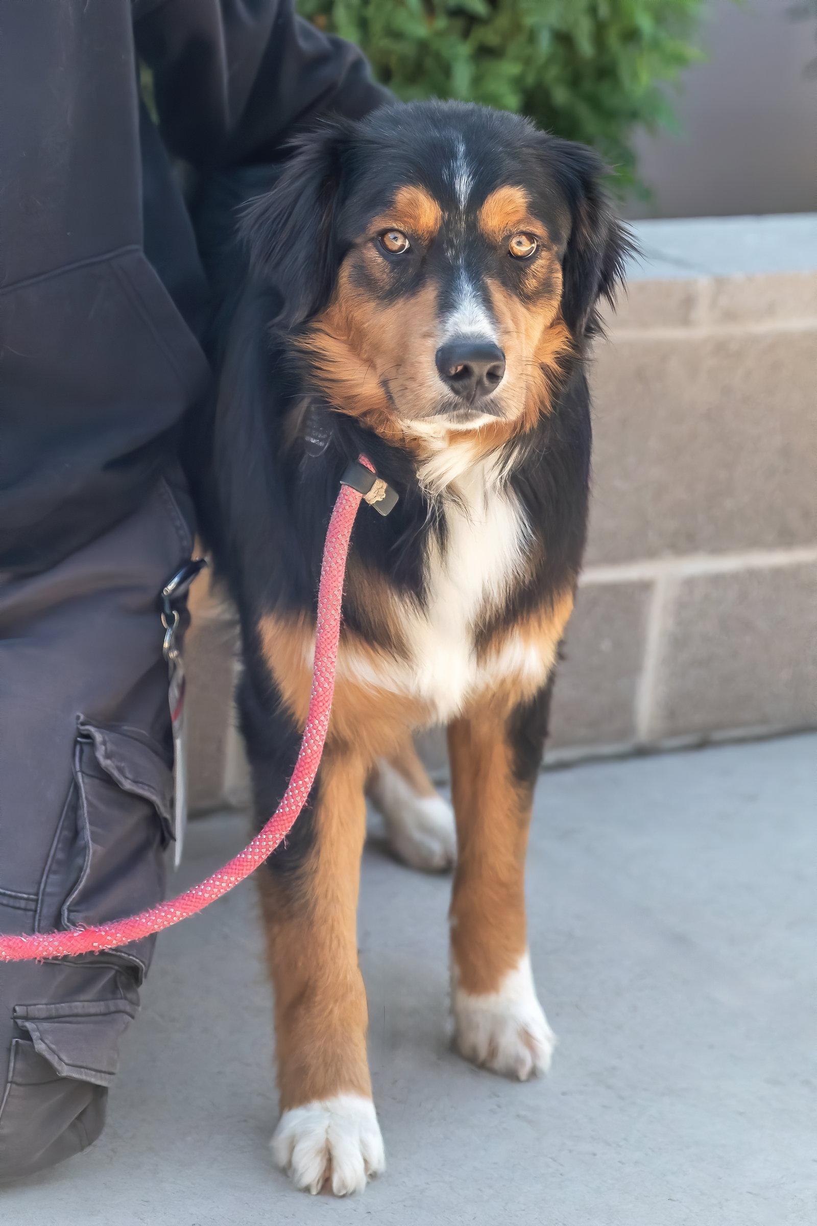 MARVEL, Adoptable, Young Male Australian Shepherd.