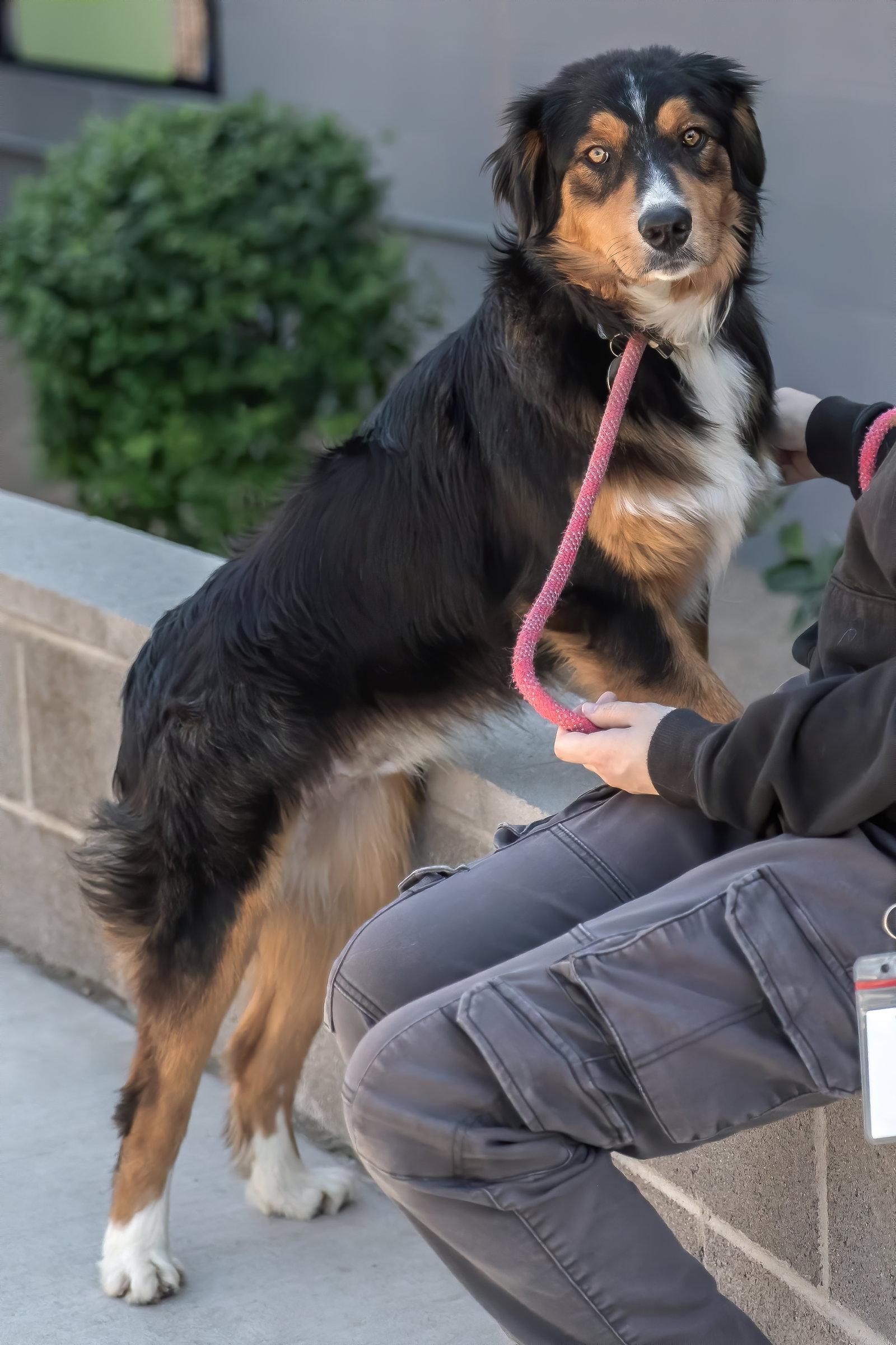Enlarge MARVEL, a Adoptable Australian Shepherd in Scottsdale, AZ image 2/3
