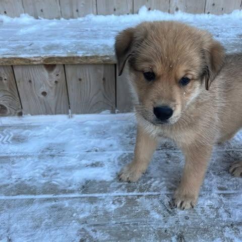 Petra, a Adoptable mixed breed in Calgary, AB image 1/6