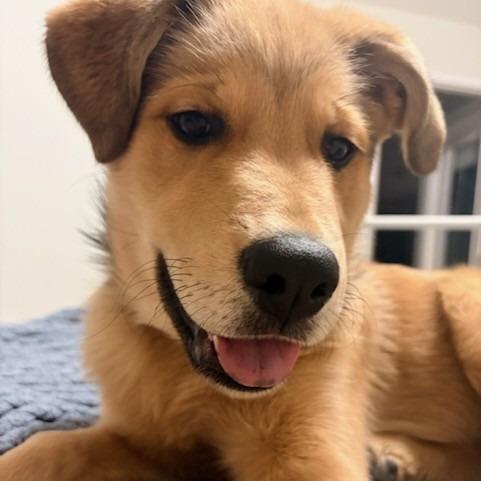 Petra - Applications Closed, a Adoptable mixed breed in Calgary, AB image 2/6