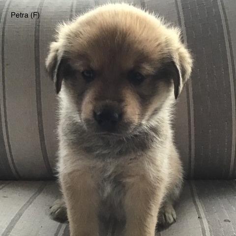 Petra, a Adoptable mixed breed in Calgary, AB image 2/6