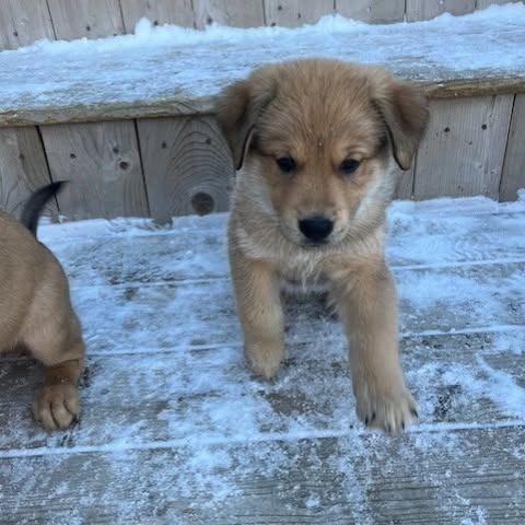 Petra, a Adoptable mixed breed in Calgary, AB image 3/6