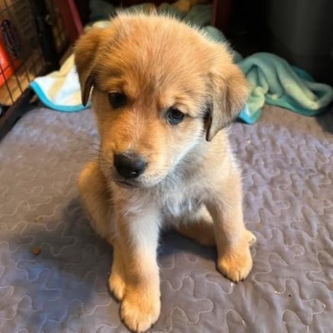 Petra, a Adoptable mixed breed in Calgary, AB image 4/6