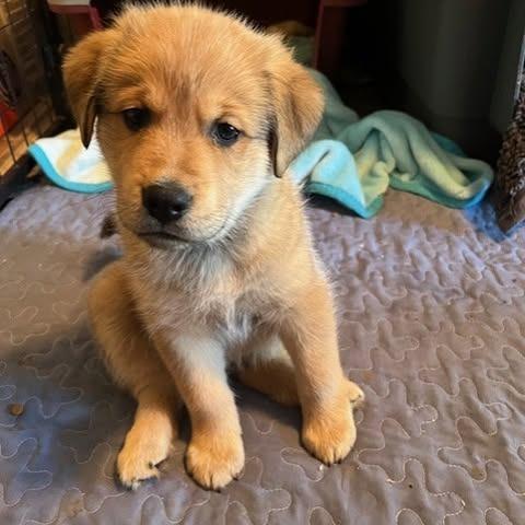 Petra, a Adoptable mixed breed in Calgary, AB image 5/6