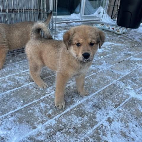 Petra, a Adoptable mixed breed in Calgary, AB image 6/6