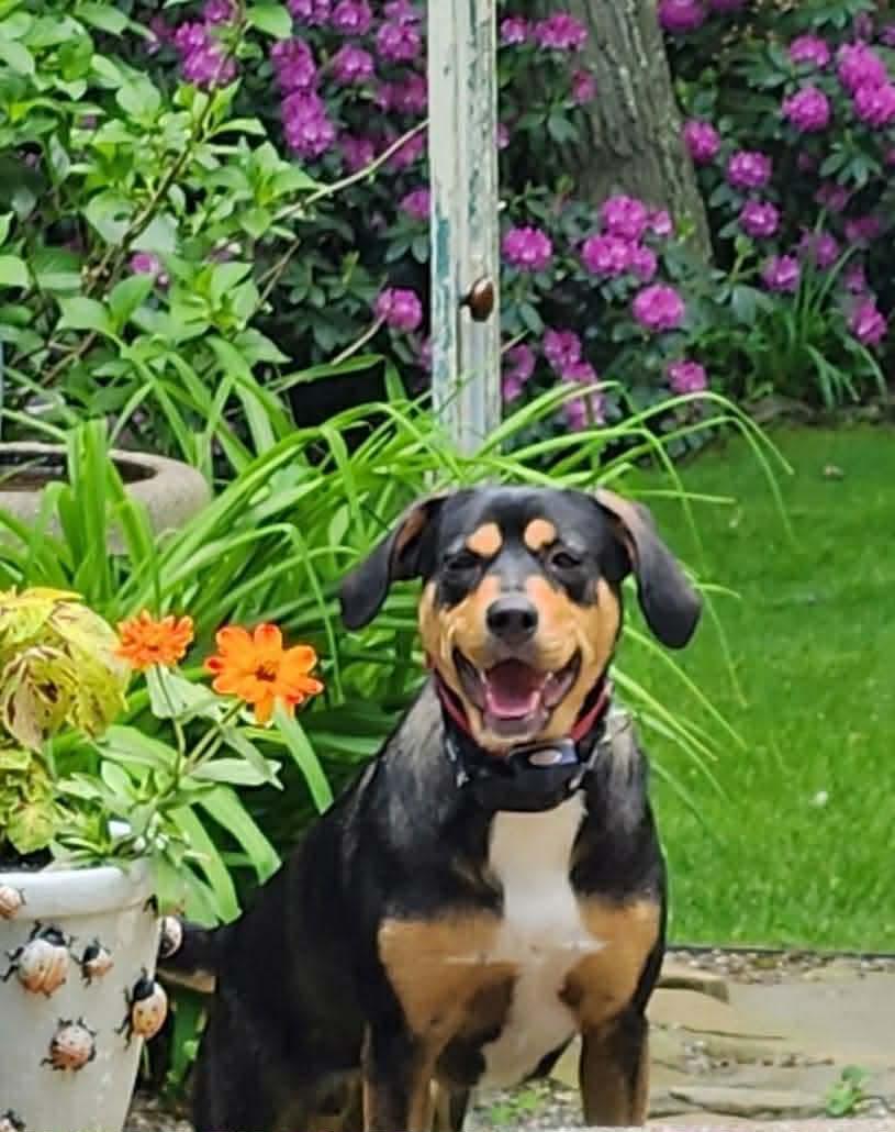 Enlarge Rooney, a Adoptable mixed breed in Westwood, NJ image 1/3