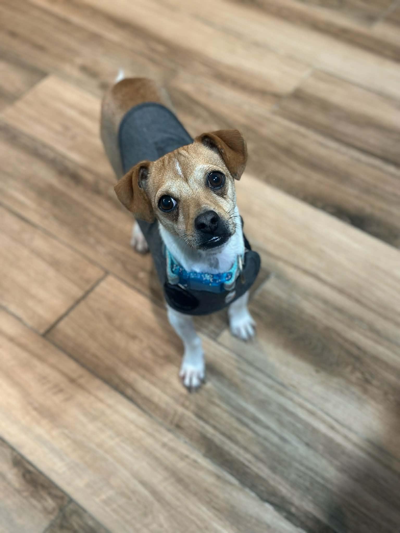 Kip, Adoptable, Puppy Male Chihuahua.