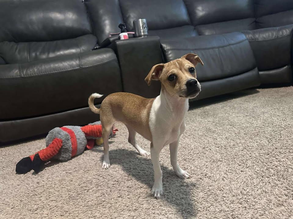 Enlarge Kip, a Adoptable Chihuahua in Visalia, CA image 1/2