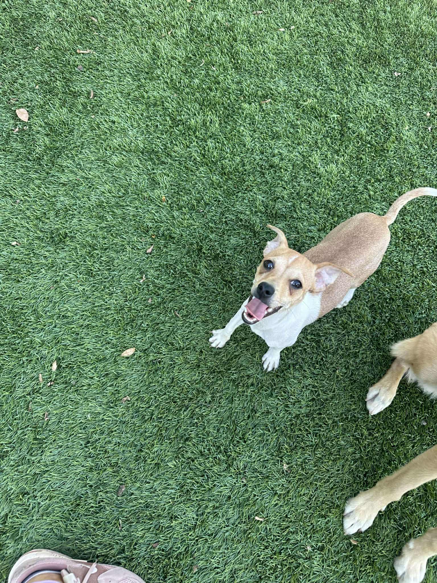 Kip, Adoptable, Puppy Male Chihuahua.