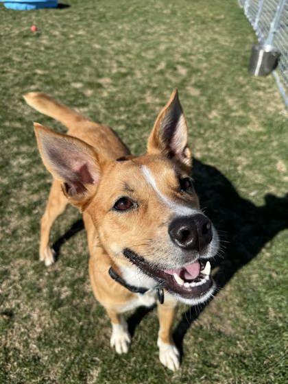 Enlarge Cinnamon, a ADOPTABLE mixed breed in Hamilton, MT image 1/6
