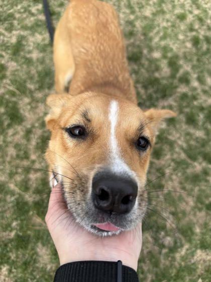 Enlarge Cinnamon, a ADOPTABLE mixed breed in Hamilton, MT image 4/6