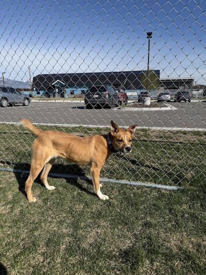 Enlarge Cinnamon, a ADOPTABLE mixed breed in Hamilton, MT image 3/6