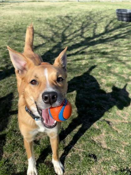 Enlarge Cinnamon, a ADOPTABLE mixed breed in Hamilton, MT image 2/6