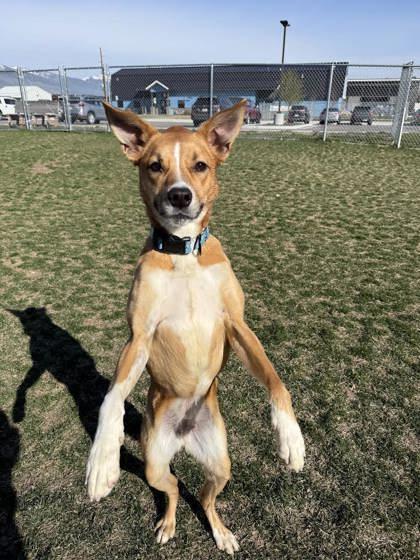 Enlarge Cinnamon, a ADOPTABLE mixed breed in Hamilton, MT image 6/6