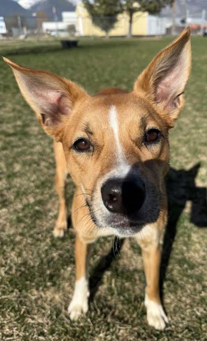 Enlarge Cinnamon, a ADOPTABLE mixed breed in Hamilton, MT image 5/6