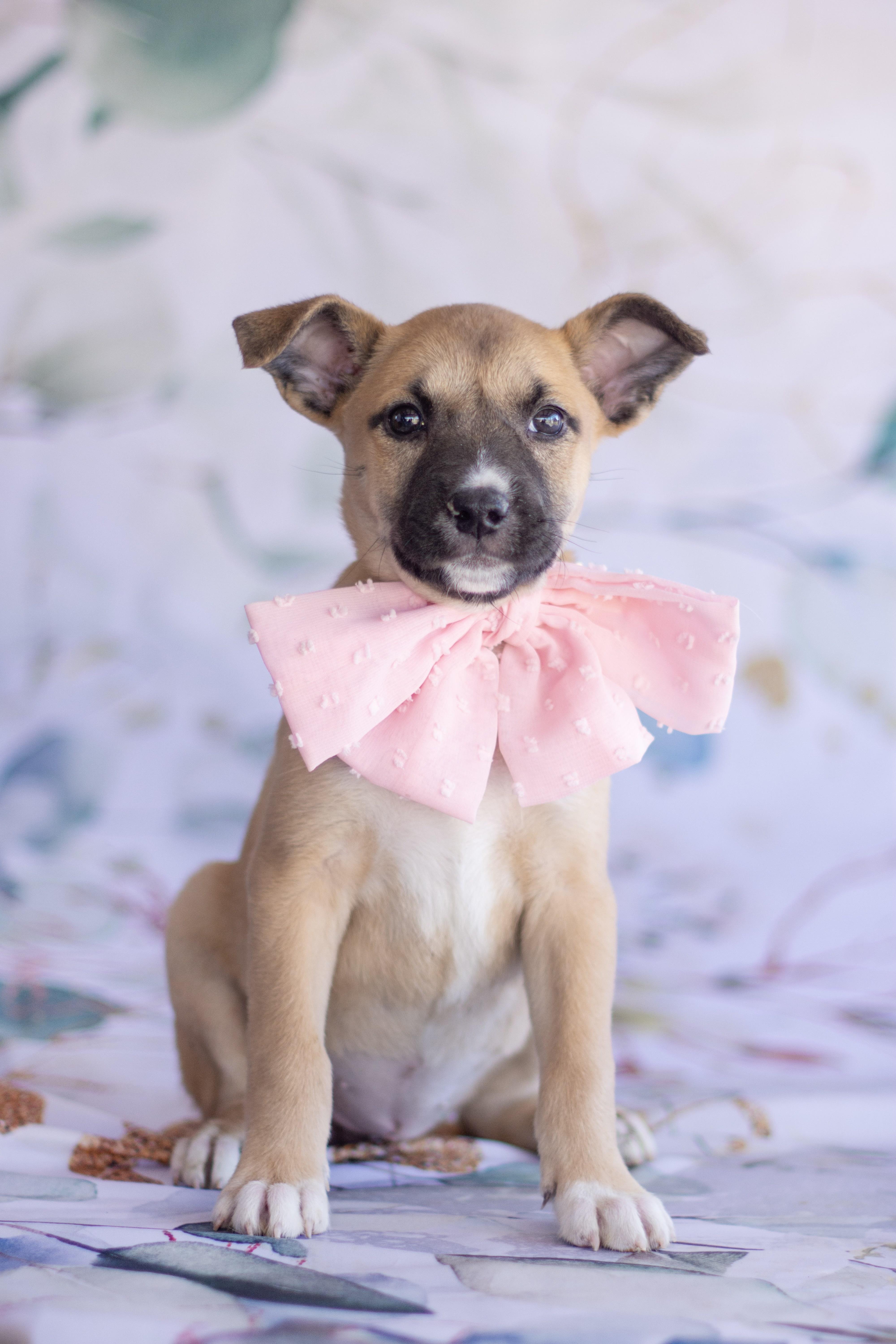 Enlarge Hibiscus , a ADOPTABLE mixed breed in Indianapolis, IN image 1/1