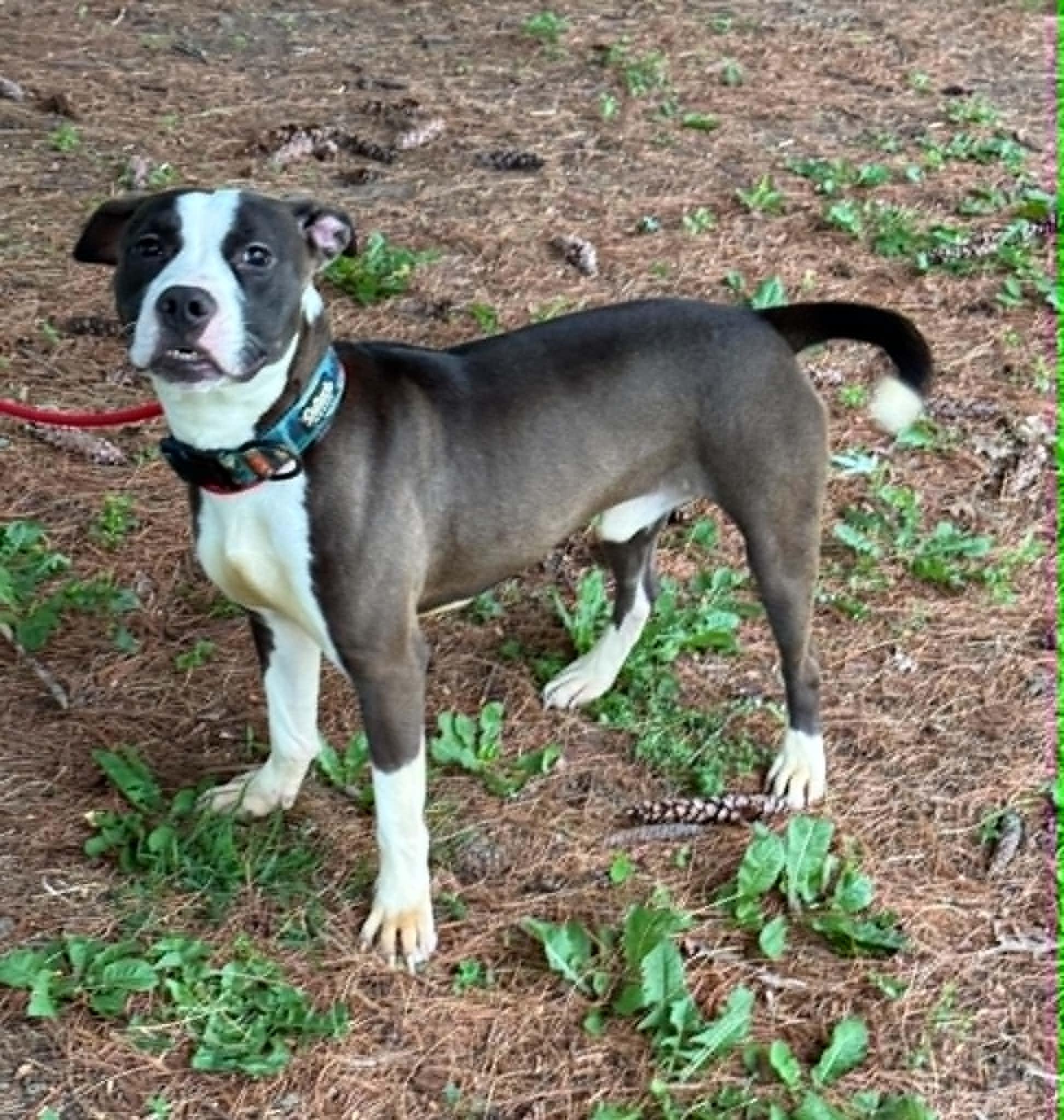 Enlarge Draco, an adopted mixed breed in Springfield, IL image 2/4