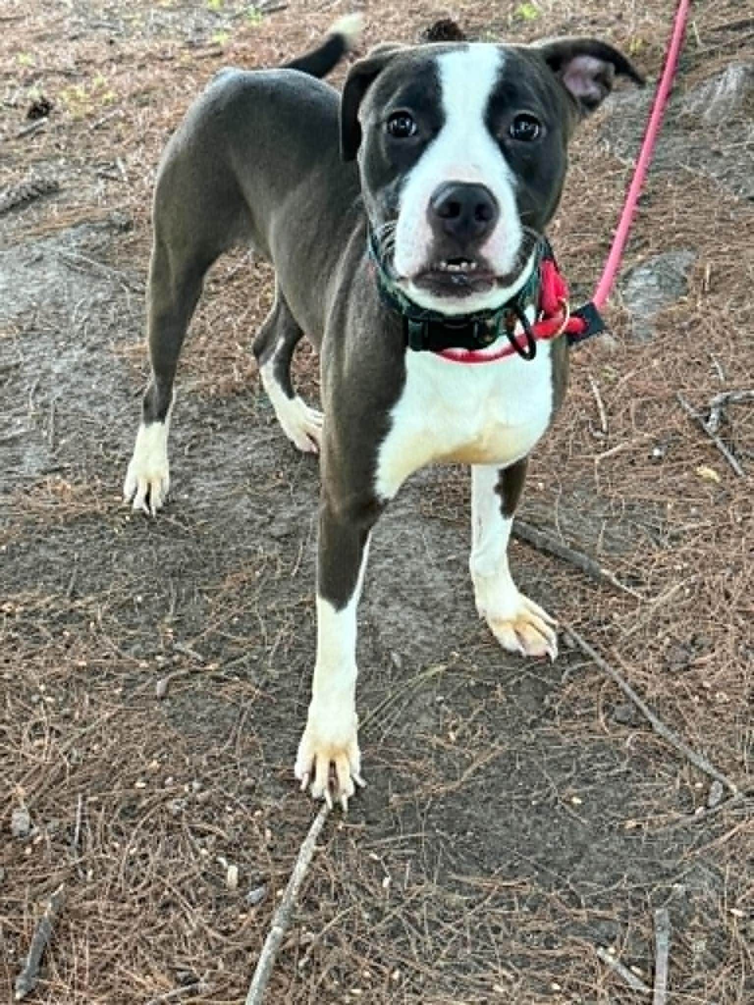 Draco, adopted, Young Male Pit Bull Terrier.