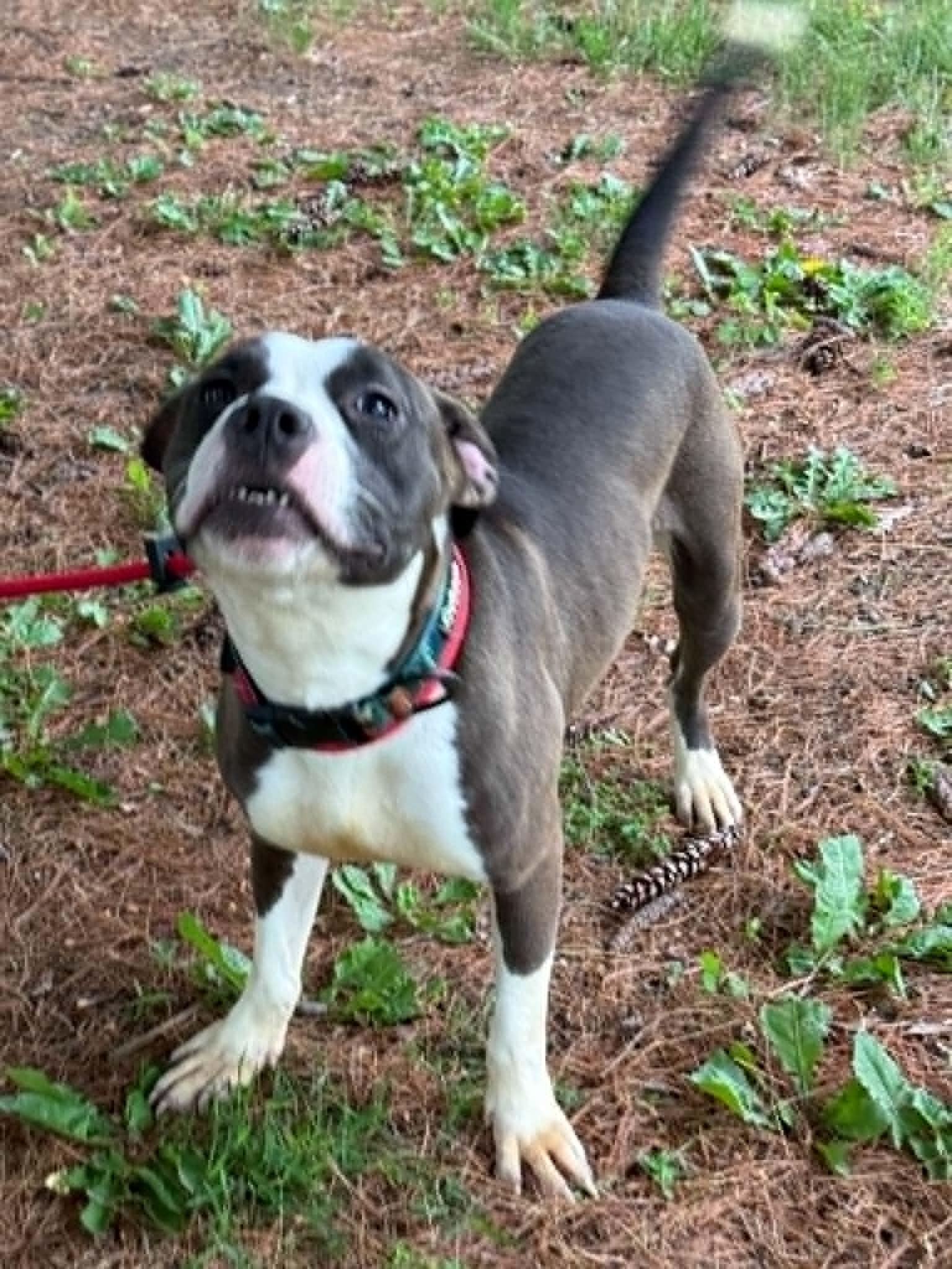 Enlarge Draco, an adopted mixed breed in Springfield, IL image 3/4