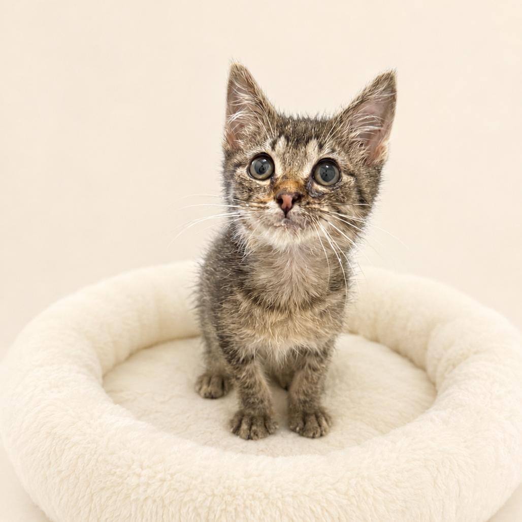 Fiona, Adoptable, Kitten Female Domestic Short Hair.