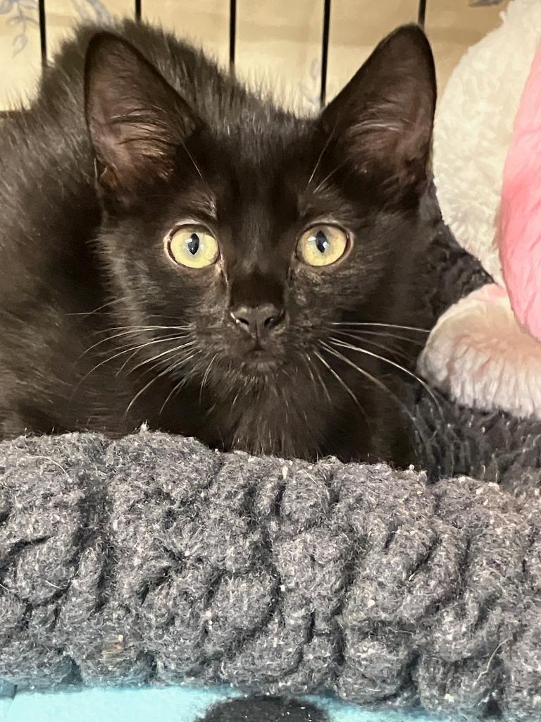 Rory, Adoptable, Kitten Female Domestic Short Hair.