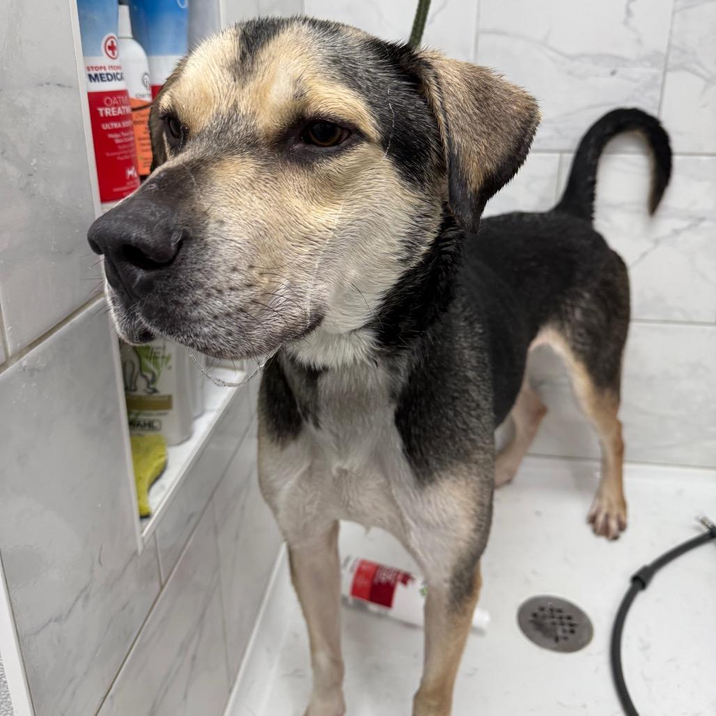 Enlarge Max, a Adoptable mixed breed in Monticello, IA image 4/6