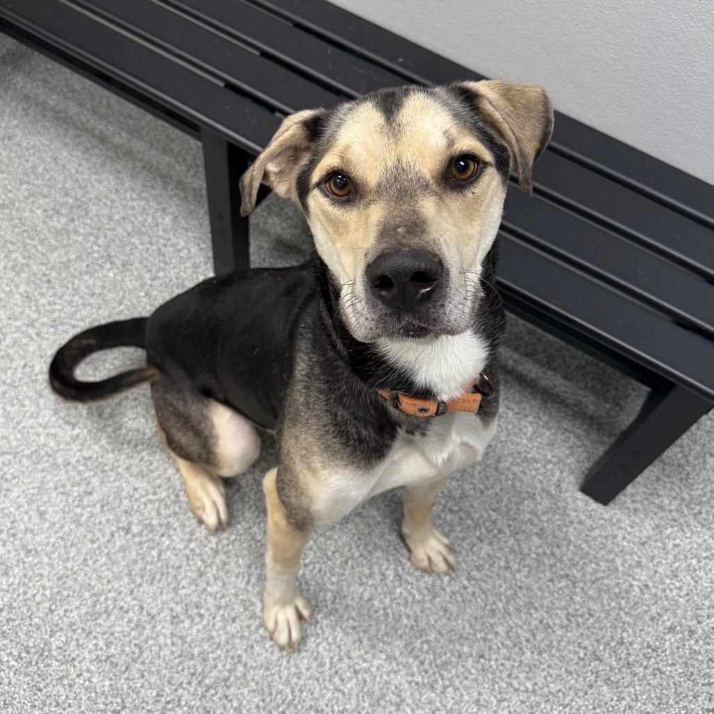 Max, Adoptable, Adult Male Hound & Mixed Breed.