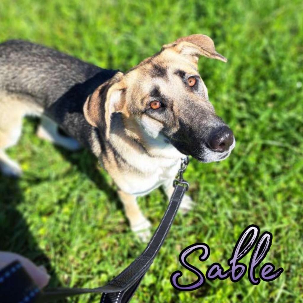 Sable photo