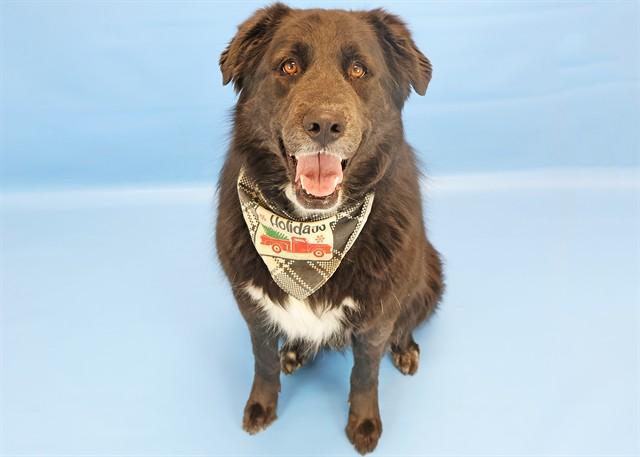 TOPH, Adoptable, Adult Female Collie & Mixed Breed.