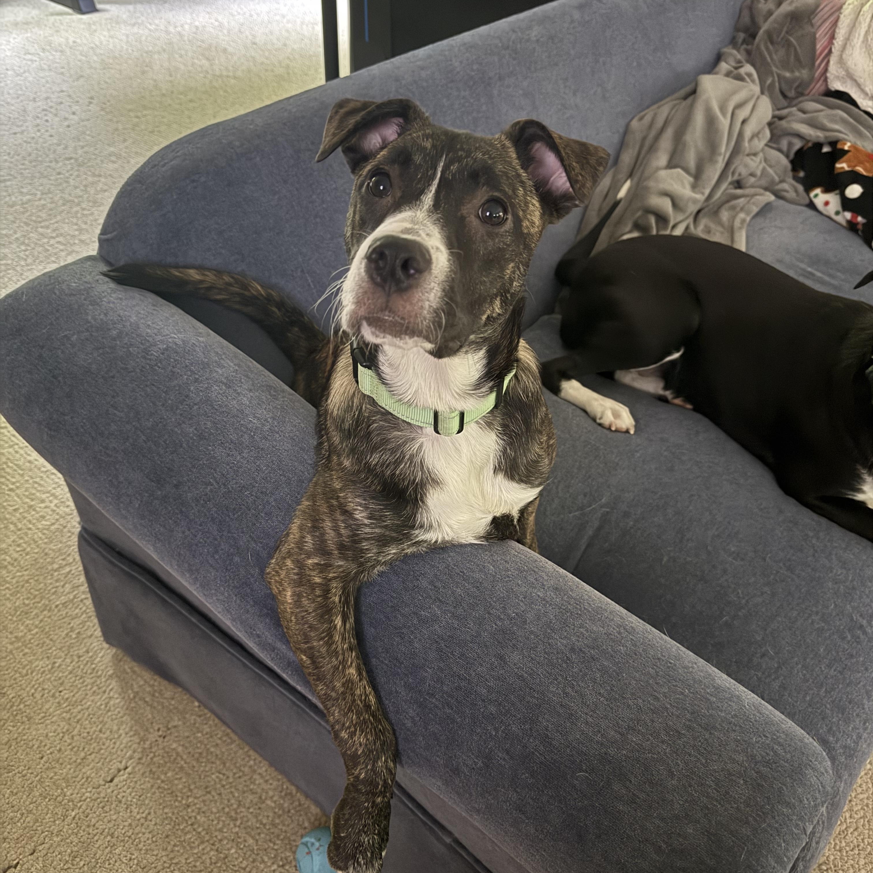 Enlarge Dena in NH! Come Meet Our Adoptable Dogs Wed-Sat More Info in Bio!, a Adoptable mixed breed in Manchester, NH image 4/5