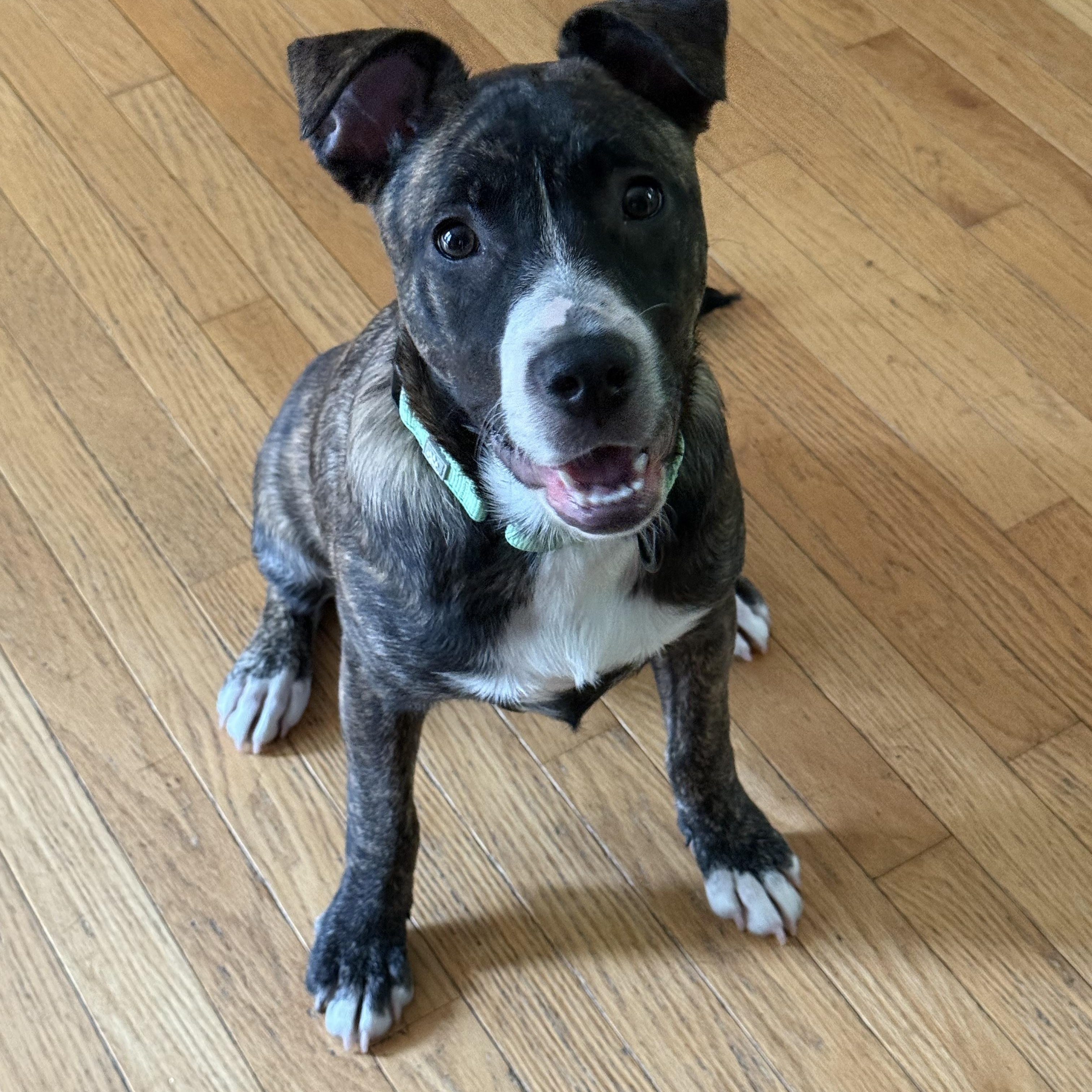 Enlarge Dena in NH! Come Meet Our Adoptable Dogs Wed-Sat More Info in Bio!, a Adoptable mixed breed in Manchester, NH image 5/5