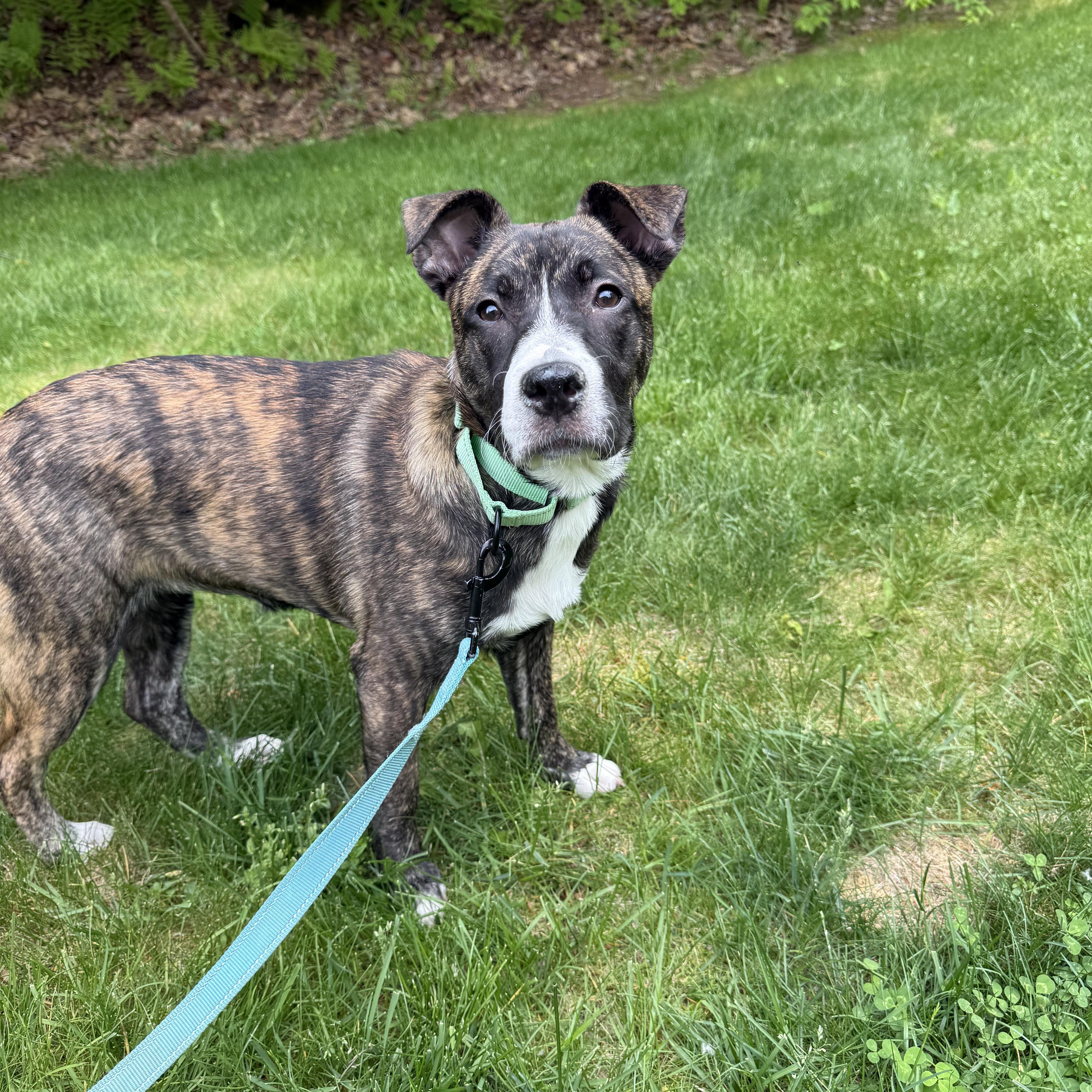 Enlarge Dena in NH! Come Meet Our Adoptable Dogs Wed-Sat More Info in Bio!, a Adoptable mixed breed in Manchester, NH image 2/5