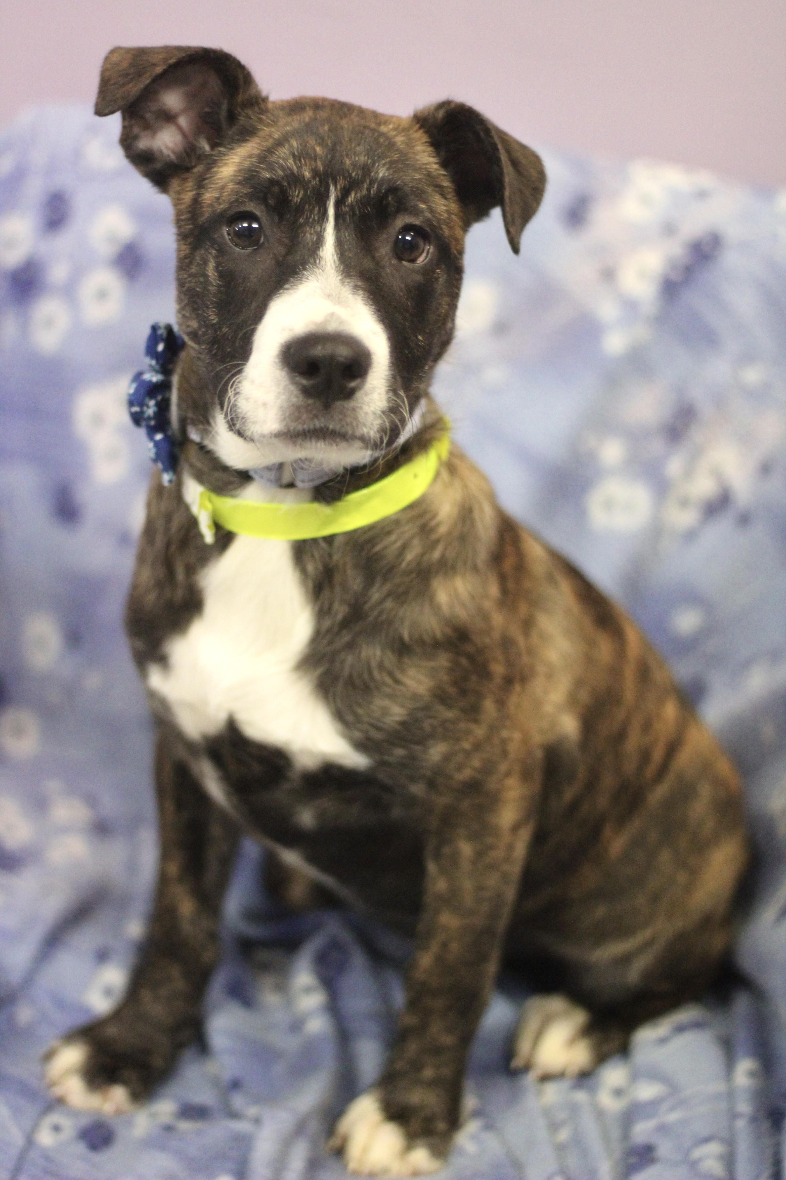 Dena in NH! Come Meet Our Adoptable Dogs Wed-Sat More Info in Bio!, a Adoptable mixed breed in Manchester, NH image 2/4